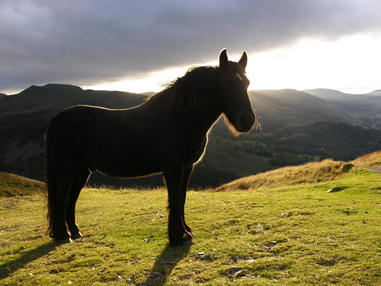 Boredale Horse